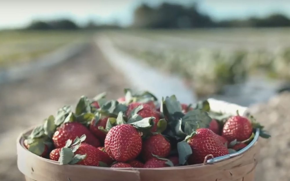 Basket of fresh strawberries