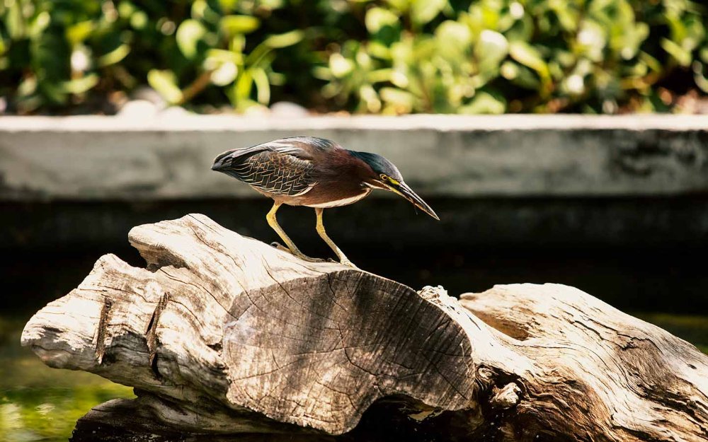 Miami Beach Botanical Garden Bird