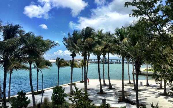 Bay and palm trees in Downtown Miami