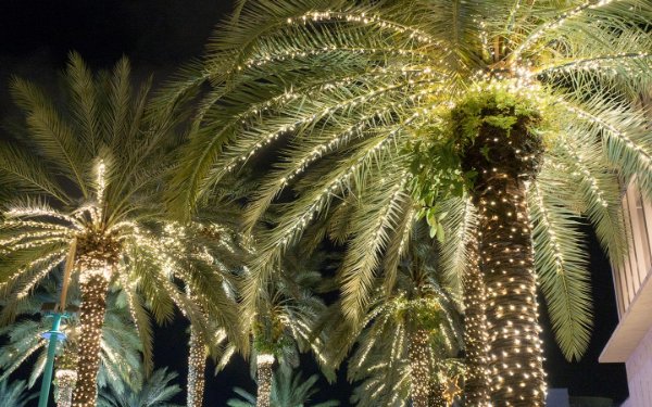 Festive string lights on South Beach palm trees