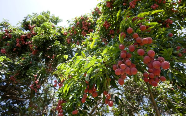 Lychee trees