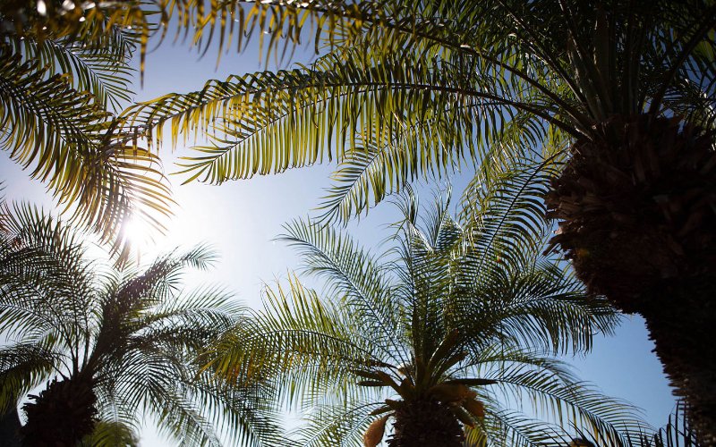 Palm trees against the blue sky