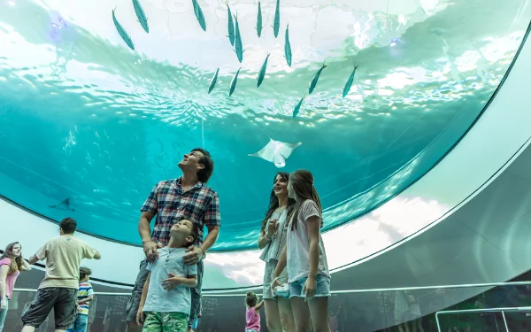 Fish swimming above family at Frost Science Museum Miami