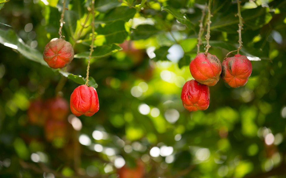 Ackee Tree at Fruit & Spice Park