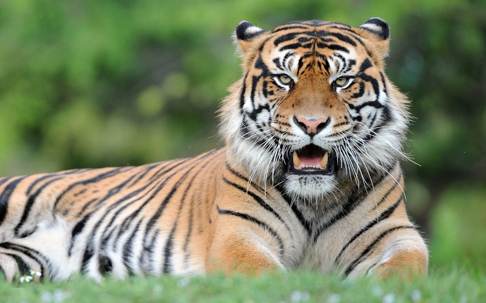 Sumatran Tiger at Zoo Miami