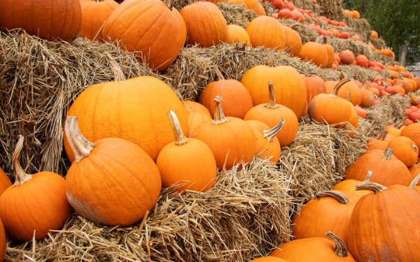 Pumpkins displayed on hay