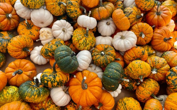 Colorful pumpkins of all sizes